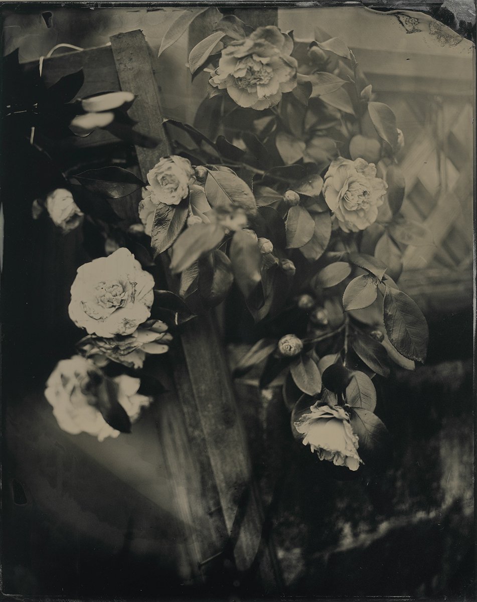 camellias-1.jpg