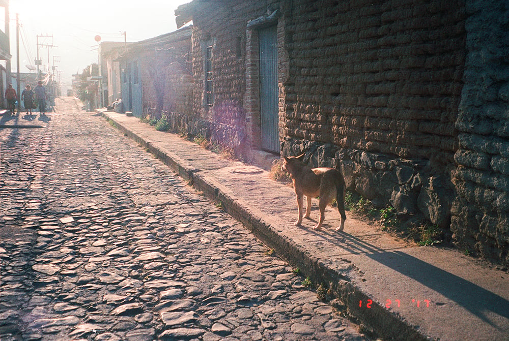 walking-with-the-strays.jpg