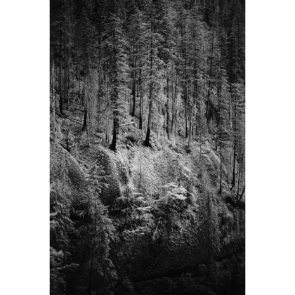 Zero Image 135 Basic Pinhole Camera - Varnished | Blue Moon Camera