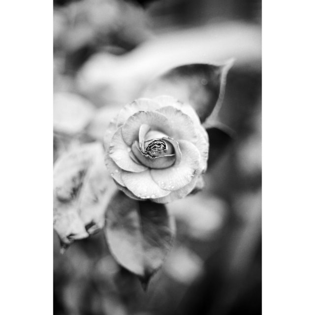 Ilford Ortho Plus Film - 36 Exposures