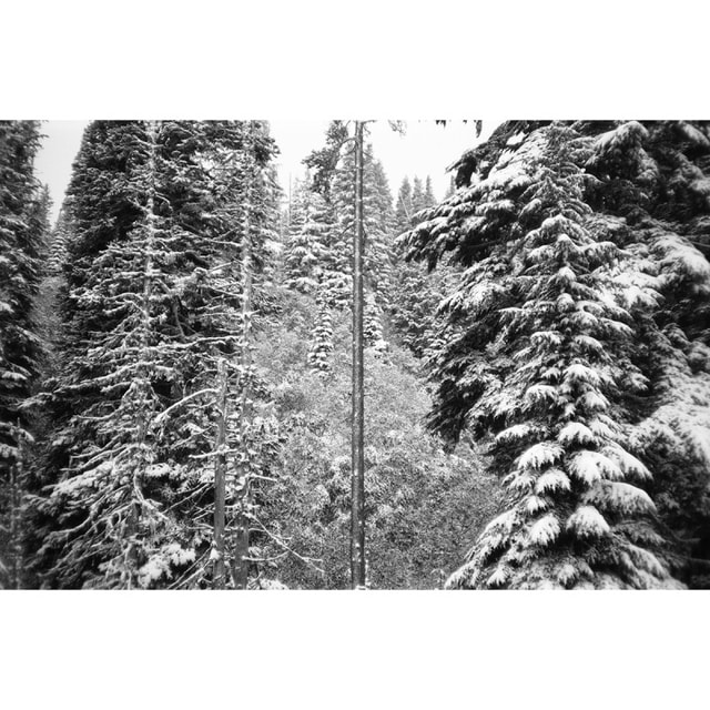 Fuji Neopan Acros 100 II - 35mm Film