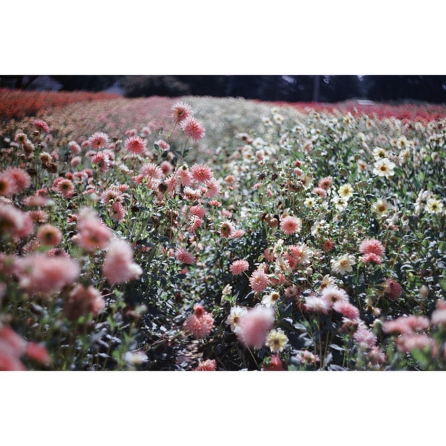 Lomography Lomochrome Color '92 ISO 400 Film - 35mm