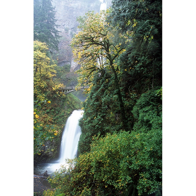 Fuji Provia 100F 35mm Film - 36 Exposures