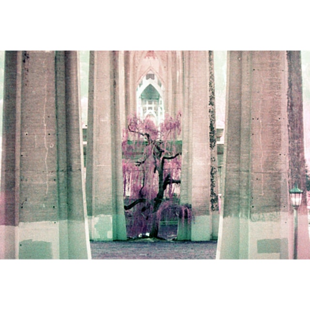 Lomography Lomochrome Purple XR Film - 110