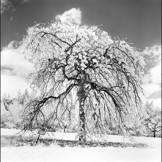 Rollei Superpan 200 ISO Film - 120